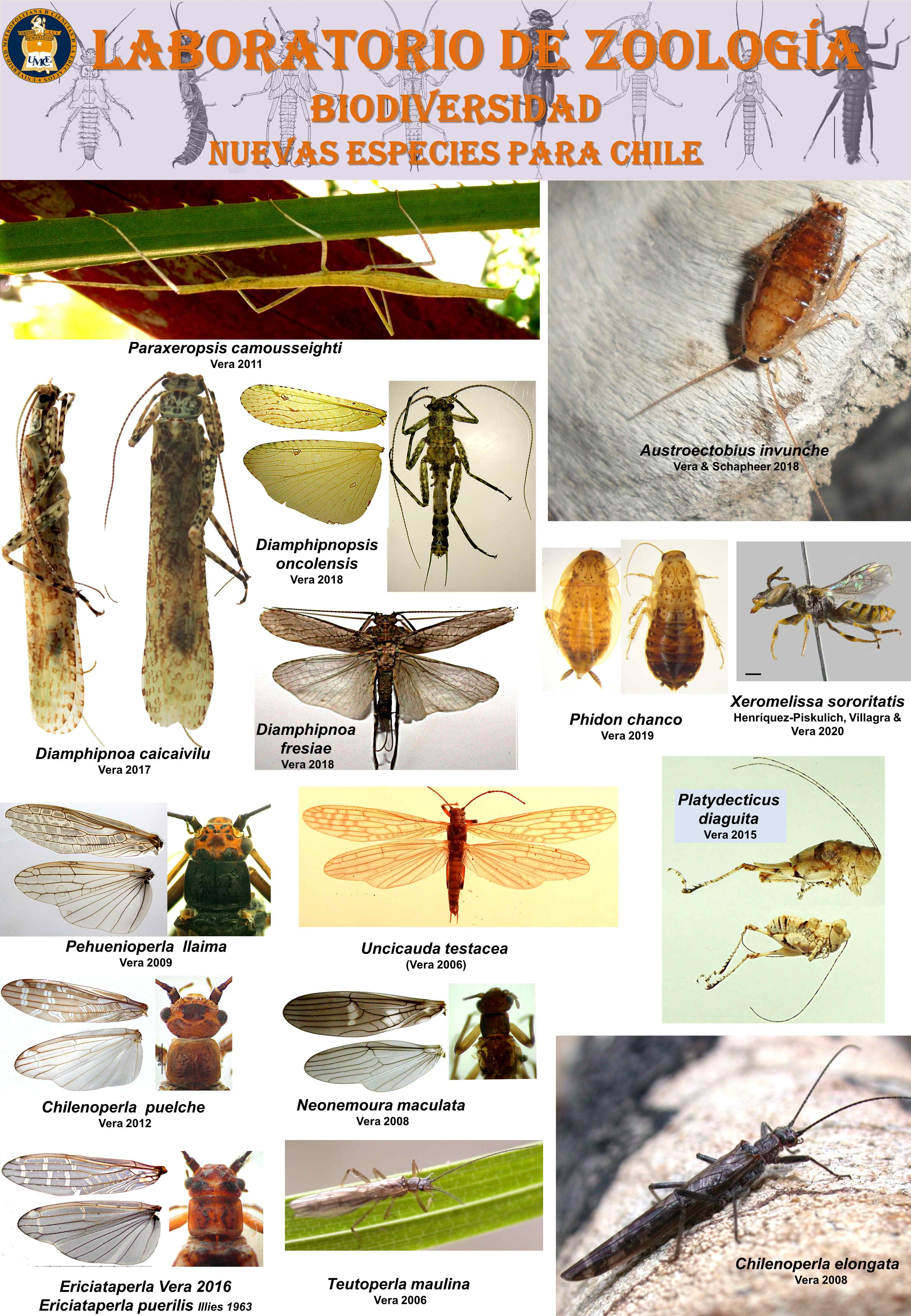 Nuevas especies descritas en este laboratorio small