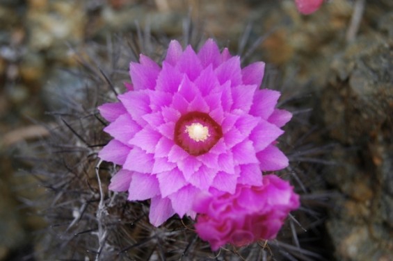 bbdd9bab523659f72e79235cef0a8565 b4e