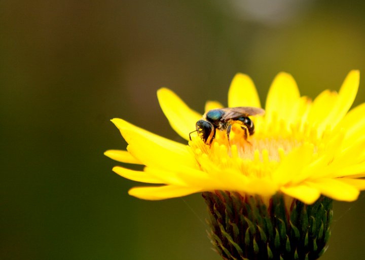 Cristian Villagra (https://cavillagra.wordpress.com/)