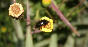 Noticias Constanza Schapheer, Entomología UMCE
