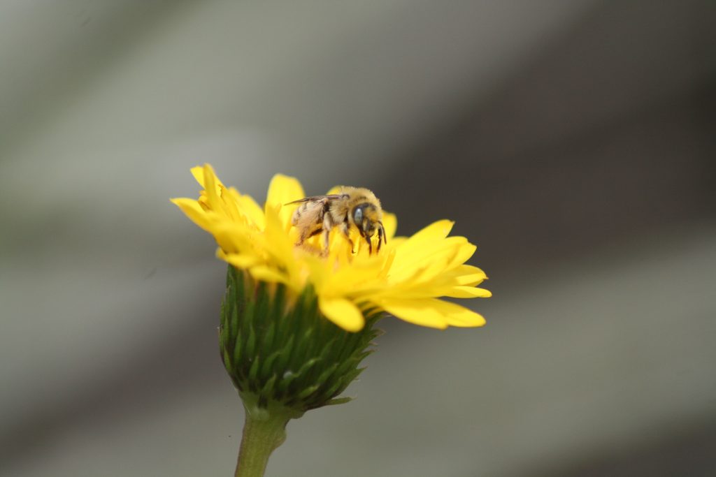Abeja nativa del genero Diadasia visitando el arbusto nativo Haplopappus chrysantemifolius (Asteraceae).