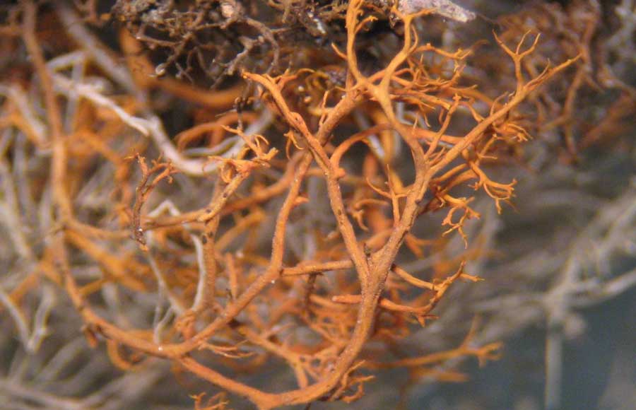 IUCN / Reinaldo Vargas