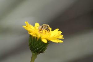 Abeja nativa del genero Diadasia visitando el arbusto nativo Haplopappus chrysantemifolius (Asteraceae).
