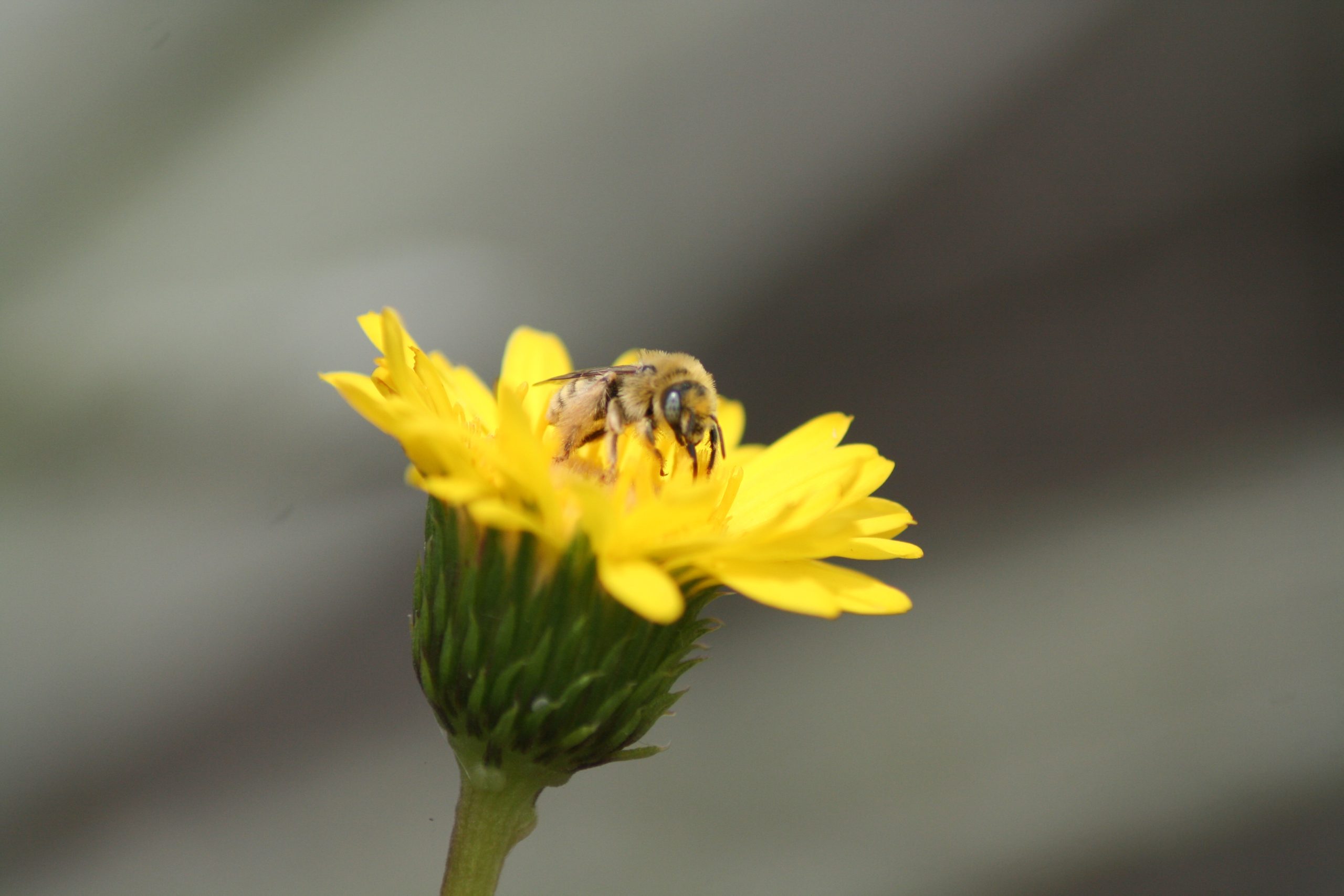 Abeja nativa del genero Diadasia visitando el arbusto nativo Haplopappus chrysantemifolius (Asteraceae).