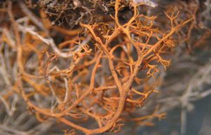 IUCN / Reinaldo Vargas